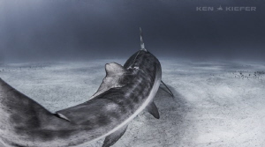 Prehistoric Tail - Emma, the well known TigerShark from a... by Ken Kiefer 